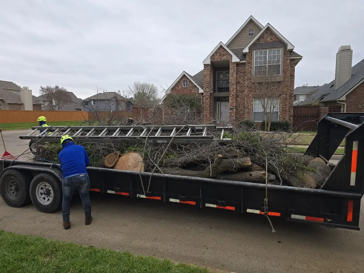 Expert Tree Pest Control with proper safety equipment in Carrollton